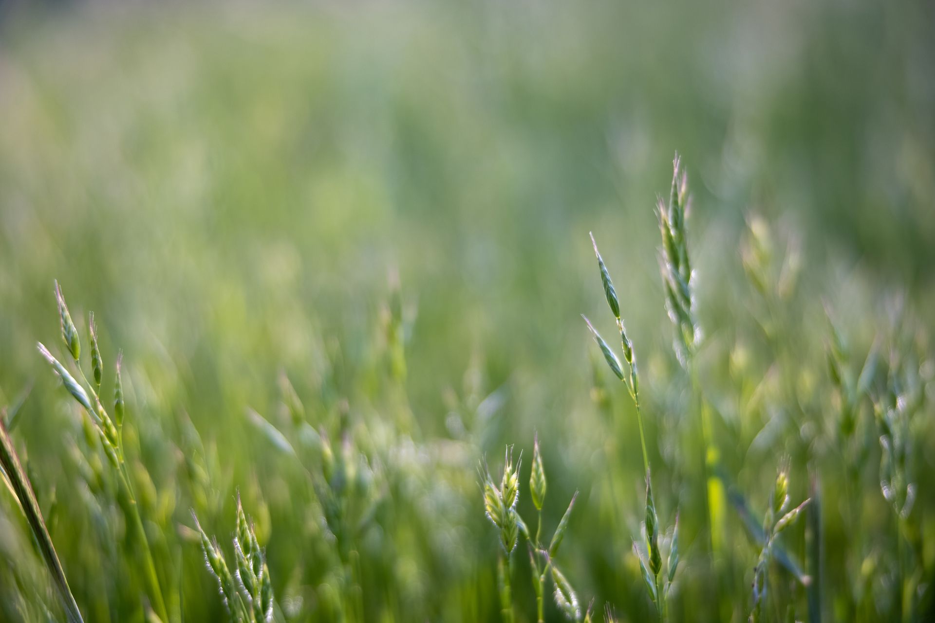 Nahaufnahme von Grashalmen einer salbeigrünen Wiese